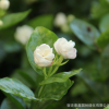 基地直銷 茉莉花 大量批發(fā)茉莉花盆栽 優(yōu)質茉莉花苗 成活率高