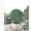 廠家直銷 臺(tái)灣紫檀 造型紫檀 球型紫檀 紫檀盆景 臺(tái)灣羅漢松