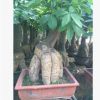 精品 發(fā)財樹盆栽 興旺植物 四季常青 象征財源滾滾盆栽小發(fā)財樹