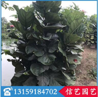 琴葉榕盆栽花卉 規(guī)格齊全 四季常青 福建基地直銷
