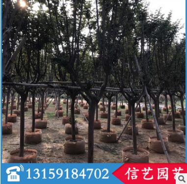 小葉紫薇價(jià)格 福建基地直銷 多規(guī)格供應(yīng)