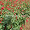 基地批發(fā)地被月季 藤本月季 樹狀月季 庭院盆栽月季花 綠化花卉苗