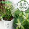蘭花苗鐵骨素銀針?biāo)匦慕ㄌm蘭花苗盆栽植物花卉創(chuàng)意綠植
