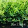 農(nóng)家提供金葉榆小苗 金葉垂榆小苗 金葉榆行道樹 樹形優(yōu)美