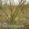 冬棗苗嫁接新品種果樹苗庭院南北方種植當(dāng)年結(jié)果沾化冬棗樹苗批發(fā)