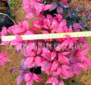 紅葉南天竹小苗 耐寒彩色苗木 濕地公園小區(qū)綠化景區(qū)綠化專(zhuān)用苗木