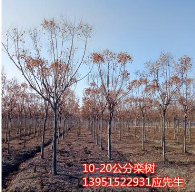欒樹(shù)苗櫸樹(shù)苗樸樹(shù)苗法國(guó)梧桐樹(shù)西府海棠苗垂絲海棠苗