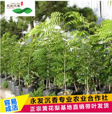 永發(fā)名貴樹苗降香黃檀正宗海南黃花梨樹苗北南方種植綠化苗木批發(fā)