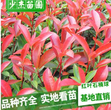 供應(yīng)綠化苗木 紅葉石楠苗 石楠小苗 紅葉石楠小苗 規(guī)格齊全量大價