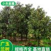 基地直銷 廣玉蘭樹 玉蘭樹 風景樹 廣玉蘭樹 規格齊全
