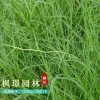 批發狗牙根草坪（包衣）不長高 球場用耐踐踏草坪 草皮