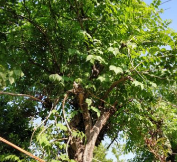 花木之鄉(xiāng) 批發(fā)園藝樹苗 凌霄苗大量供應 果樹苗 農(nóng)戶直銷
