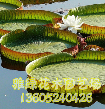 專業(yè)供應(yīng)水生植物 王蓮 凈化水質(zhì) 物美價(jià)廉 歡迎選購(gòu)