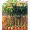 永豐果苗 芒果苗 芒果樹 大苗 地徑3-5厘米大苗 正品批發(fā)