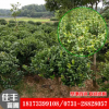 基地直銷批發(fā)茶花樹茶花球常綠灌木 規(guī)格齊全 地栽