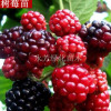 特價(jià) 保健水果美國(guó)品種紅樹(shù)莓盆栽樹(shù)莓果樹(shù)苗 覆盆子苗 當(dāng)年結(jié)果