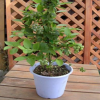 果樹(shù)苗木苗木藍(lán)莓苗樹(shù)苗花卉苗木花木花木藍(lán)莓樹(shù)苗藍(lán)莓苗木