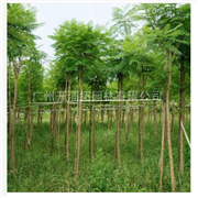 藍花楹