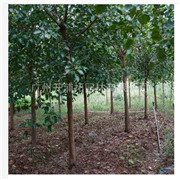 菩提樹(shù)
