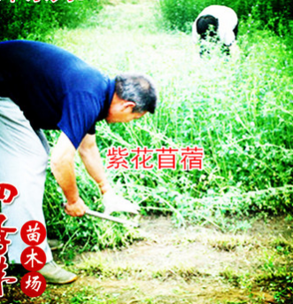 2016紫花苜蓿草 南方牧草 北方耐寒牛羊兔喂養(yǎng)專用