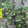 盆栽風(fēng)車(chē)茉莉花 銀絲茉莉 垂釣的風(fēng)車(chē)茉莉 可攀緣 庭院爬藤
