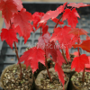 直銷美國(guó)紅楓樹(shù)苗 行道樹(shù)綠化苗木 紅楓小苗批發(fā)庭院植物