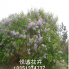 苗圃新品種現(xiàn)貨 各種規(guī)格丁香樹 量大優(yōu)惠