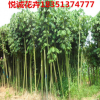 大量供應優(yōu)質(zhì)青銅 梧桐樹苗規(guī)格齊全 量大優(yōu)惠