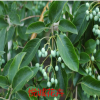 基地供應優(yōu)質(zhì)流蘇樹 可嫁接桂花 流蘇樹規(guī)格齊全 園林綠化苗木