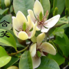 批發(fā) 含笑花苗 含笑苗 盆栽 香味獨(dú)特持久 芳香花卉