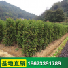 法國冬青柱苗 庭院植物工程綠化苗木 籬笆冬青樹珊瑚樹苗