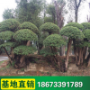 基地直銷 綠化喬木 行道樹 綠化工程苗 香樟樹批發(fā) 樟木綠化苗