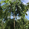 供應(yīng)高桿原生垂枝櫻花