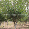 常年供應(yīng)垂絲海棠防護(hù)樹 庭院綠化 規(guī)格齊全 量大優(yōu)惠