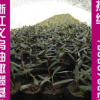 基地大量供應優質油橄欖掛果大樹油橄欖小苗移栽2年大樹