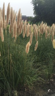 長(zhǎng)期供應(yīng)各類(lèi)水生植物，鳶尾，千屈菜 再力花,美人蕉,黃昌蒲