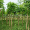 廣東地區(qū)藍花楹6分-15分