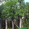 大葉榕,揭陽花木場(chǎng),普寧花木場(chǎng),揭陽普寧源記花木場(chǎng)