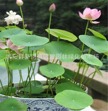 批發(fā)水培植物（碗蓮種子）多色混合荷花種子蓮花種子水生植物花卉