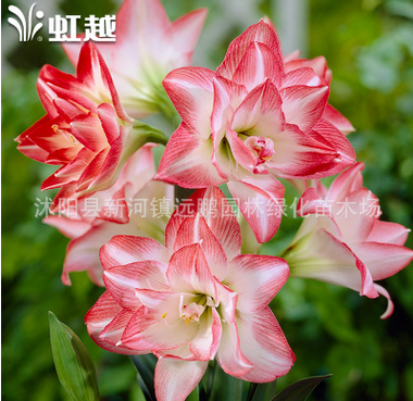 批發(fā)進口朱頂紅種球 重瓣 進口多年生球根花卉 可盆栽地栽