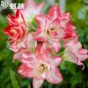 批發(fā)進(jìn)口朱頂紅種球 重瓣 進(jìn)口多年生球根花卉 可盆栽地栽