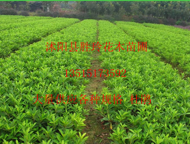 各種規(guī)格 杜鵑