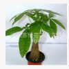 花卉 盆栽 植物 綠色植物 帶盆 小發(fā)財(cái)樹