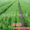 批發(fā)自家大葉黃楊床苗 綠化工程苗 各規(guī)格冬青球