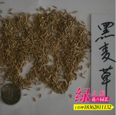 批發牧草種子紫花苜蓿黑麥草種子