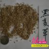 批發牧草種子紫花苜蓿黑麥草種子