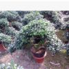 福建花卉 種植基地花卉批發 造型杜鵑花 永福花卉