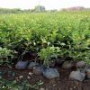 基地長期供應大葉扶芳藤 綠化植被批發(fā) 綠化價格