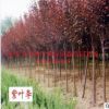 供應(yīng)北方綠化樹 3公分紫葉李 紅葉李 行道樹 防護(hù)樹