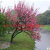熱銷3-5公分綠化紅葉碧桃 長期供應(yīng)風(fēng)景綠化紅葉碧桃基地